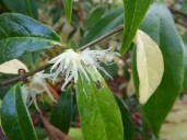 Chimonanthus praecox Luteus11 — копия